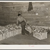 Skidding crate of cabbages in warehouse. Alamo, Texas