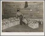 Skidding crate of cabbages in warehouse. Alamo, Texas