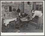 Home of share-cropper living near Merigold, Mississippi. Background photo, Sunflower Plantation