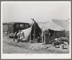 Camp of migrants. Weslaco, Texas