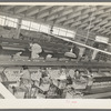 Grapefruit packing plant. Weslaco, Texas