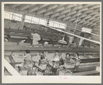 Grapefruit packing plant. Weslaco, Texas