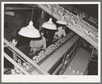 Inspecting and grading grapefruit. Packing plant, Weslaco, Texas