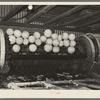 Grapefruit, after being washed in vat, are carried by incline conveyor to machine for scrubbing. They are shown here just before dropping into scrubbing machine. Weslaco, Texas