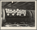 Grapefruit, after being washed in vat, are carried by incline conveyor to machine for scrubbing. They are shown here just before dropping into scrubbing machine. Weslaco, Texas