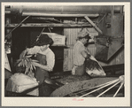 Packing carrots into boxes. Vegetable packing plant, Elsa, Texas