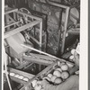 Pushing grapefruit into slicer and juicer. Grapefruit juice canning plant, Weslaco, Texas