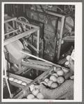 Pushing grapefruit into slicer and juicer. Grapefruit juice canning plant, Weslaco, Texas