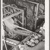 Pushing grapefruit into slicer and juicer. Grapefruit juice canning plant, Weslaco, Texas