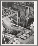 Pushing grapefruit into slicer and juicer. Grapefruit juice canning plant, Weslaco, Texas