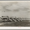 Battery of pea shellers near Mercedes, Texas
