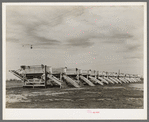 Battery of pea shellers near Mercedes, Texas