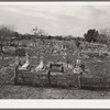 General view of Mexican cemetery. Raymondville, Texas