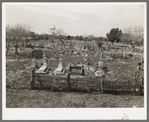 General view of Mexican cemetery. Raymondville, Texas