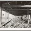 Sweet potatoes in storage bin at starch plant. Laurel, Mississippi