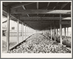 Sweet potatoes in storage bin at starch plant. Laurel, Mississippi