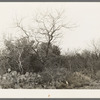 Cactus, mesquite and thick chaparral near Robstown, Texas