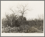 Cactus, mesquite and thick chaparral near Robstown, Texas