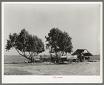 Wagons and lean-to for houses on a small Mexican farm near Edinburg, Texas