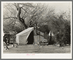 Camp of migrant workers near Harlingen, Texas