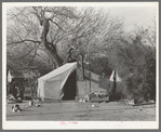 Camp of migrant workers near Harlingen, Texas