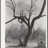 Tire on branch of tree near Harlingen, Texas