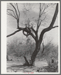 Tire on branch of tree near Harlingen, Texas