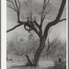 Tire on branch of tree near Harlingen, Texas