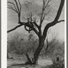 Tire on branch of tree near Harlingen, Texas