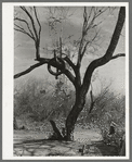 Tire on branch of tree near Harlingen, Texas