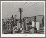 Unloading baskets of spinach onto platform where they are iced and packed into refrigerator cars to be shipped north. La Pryor, Texas