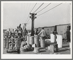 Unloading baskets of spinach onto platform where they are iced and packed into refrigerator cars to be shipped north. La Pryor, Texas