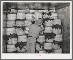 Packing spinach in refrigerator car. La Pryor, Texas