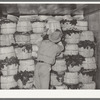 Packing spinach in refrigerator car. La Pryor, Texas