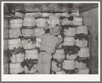 Packing spinach in refrigerator car. La Pryor, Texas