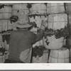 Packing spinach into refrigerator car. La Pryor, Texas