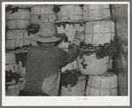 Packing spinach into refrigerator car. La Pryor, Texas