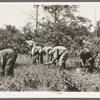 Tree planting. Black River Falls land use project, Wisconsin