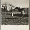 Lumberjack turning handspring near Littlefork, Minnesota