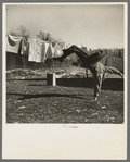 Lumberjack turning handspring near Littlefork, Minnesota