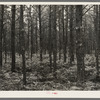 A stand of jack pine which has been improved on the Black River Falls land use project, Wisconsin