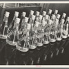 Erlenmeyer flasks full of liquid and wood samples. Forest Products laboratory, Madison, Wisconsin