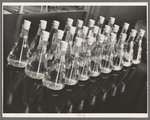 Erlenmeyer flasks full of liquid and wood samples. Forest Products laboratory, Madison, Wisconsin