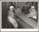Removing inferior peas and foreign matter from peas to be canned. Canning factory, Sun Prairie, Wisconsin