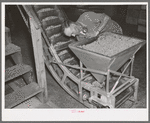 A hopper full of peas and conveyor at canning factory, Sun Prairie, Wisconsin