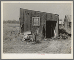 Tarpaper dwelling occupied by person living in abandoned lumber camp, Gemmel, Minnesota