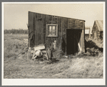 Tarpaper dwelling occupied by person living in abandoned lumber camp, Gemmel, Minnesota