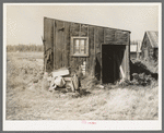 Tarpaper dwelling occupied by person living in abandoned lumber camp, Gemmel, Minnesota