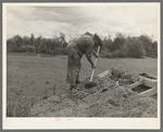 Cut-over farmer putting dirt roof on root cellar near Gheen, Minnesota