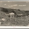Barn and straw stack on cut-over farm near Winton, Minnesota
